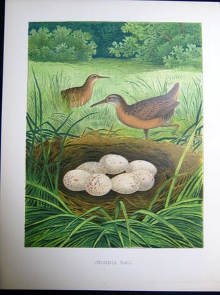 Item #z03709 Virginia Rail. Original plate from 'Nests and Eggs of Birds of the United States'....