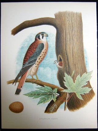 Item #z03714 Sparrow Hawk. Original plate from 'Nests and Eggs of Birds of the United States'....